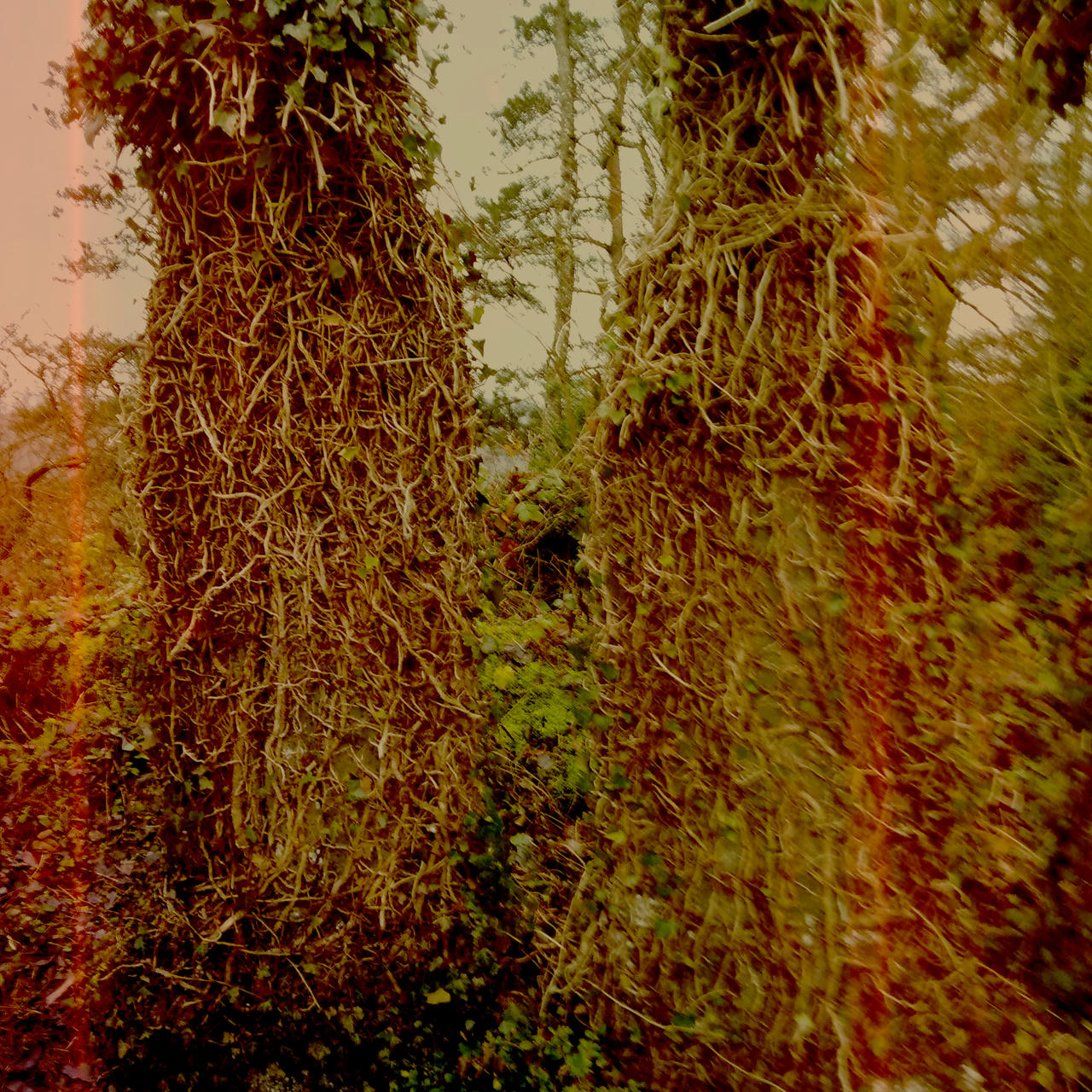 trees in love