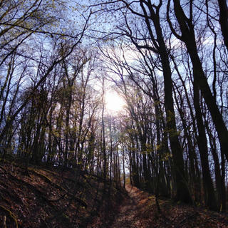sun on trees