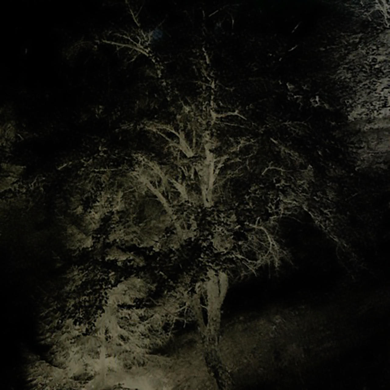 a negative tree.